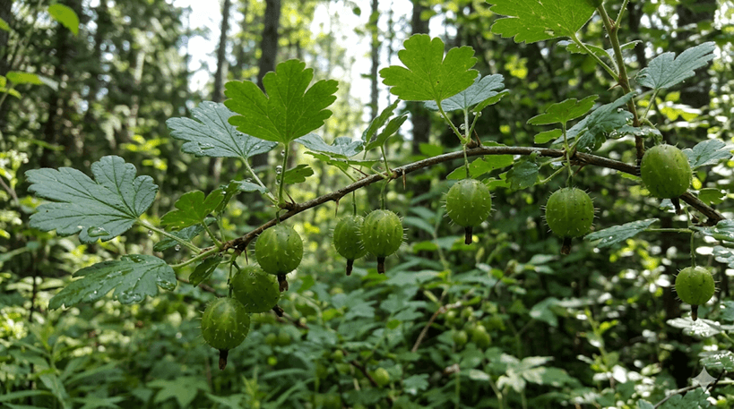 Wild Gooseberry